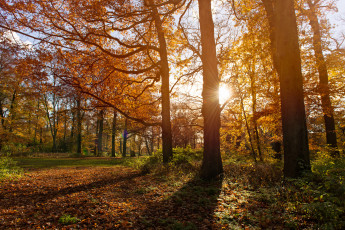 Картинка природа дороги нидерланды гаага парк осень ноябрь деревья тени солнце солничный день