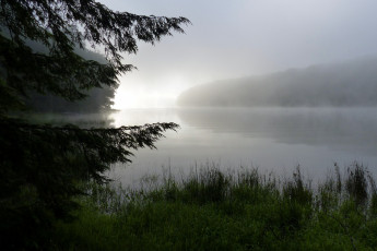 Картинка природа реки озера трава роса озеро лес туман утро