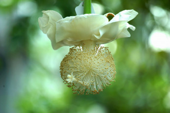 Картинка цветы цветение медуза цветок
