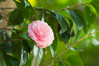 Картинка цветы камелии камелия розовый цветок нежность цветение ветки листья