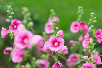 Картинка цветы мальвы цветение листики нежно розовые мальва