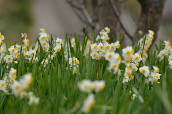 Картинка цветы нарциссы весна daffodils meadow flowers spring полянка цветение flowering