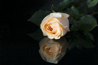 Картинка цветы розы цветение роза бутон bloom rose