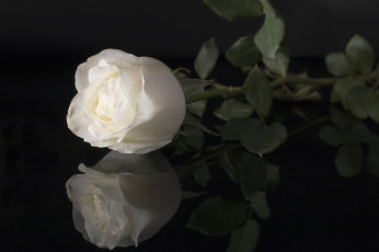 Картинка цветы розы роза цветение бутон
