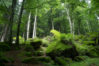 Картинка природа лес деревья зелень мох камни
