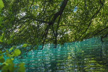 Картинка природа реки озера вода ветки листья рябь