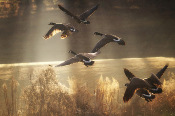 Картинка животные гуси утки птицы река пруд озеро