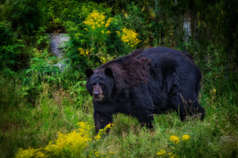 Картинка животные медведи медведь черный