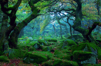 Картинка природа лес мох дымка камни
