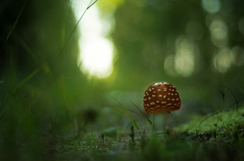 Картинка природа грибы +мухомор лес гриб травка мухомор