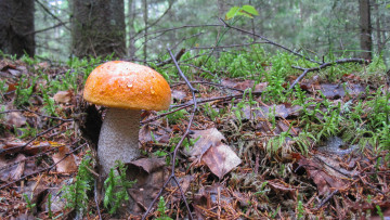 Картинка природа грибы подберезовик лес осень
