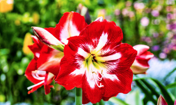 Картинка цветы амариллисы +гиппеаструмы ярко цветение белые красно