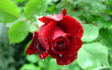 Картинка цветы розы цветок роза бутон flower rose bud