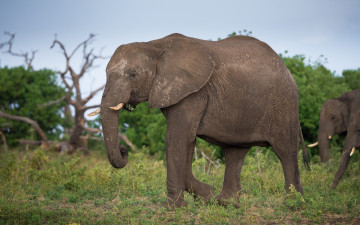 Картинка животные слоны природа слон трава
