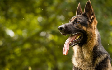 Картинка животные собаки язык морда взгляд