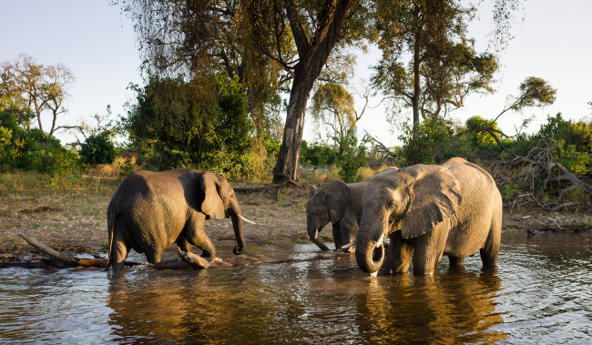 Обои картинки фото животные, слоны, семья, вода, водопой