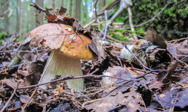 Обои картинки фото природа, грибы, боровик, осень, лес