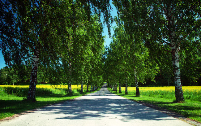 Обои картинки фото природа, дороги, норвегия, лето, дорога, поля, рапс, деревья, берёзы, тени, небо