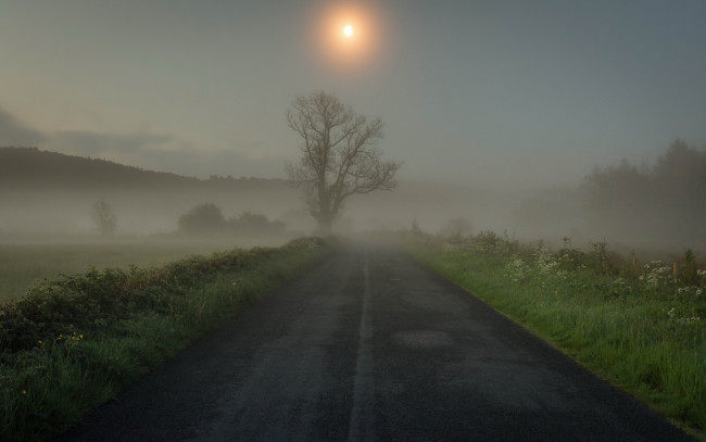 Обои картинки фото природа, дороги, туман, дерево, трава, дорога, утро