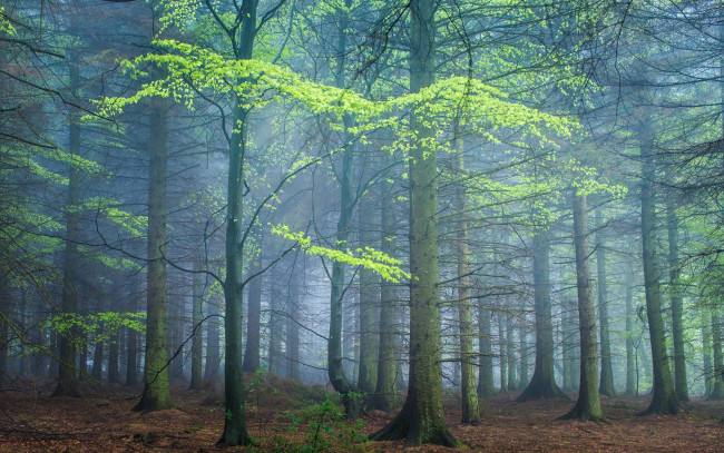Обои картинки фото природа, лес, туман, весна