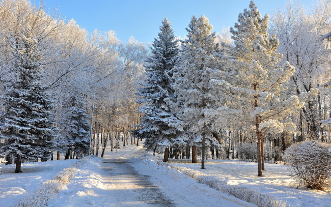 Обои картинки фото природа, зима, дорога, деревья, ели, снег
