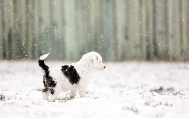 Обои картинки фото животные, собаки, снег, фон, щенок
