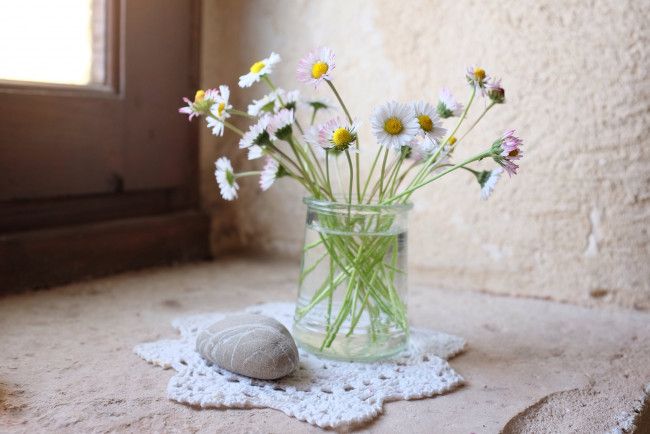 Обои картинки фото цветы, маргаритки, ваза, камешек