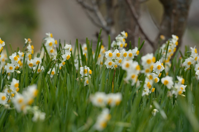Обои картинки фото цветы, нарциссы, весна, daffodils, meadow, flowers, spring, полянка, цветение, flowering