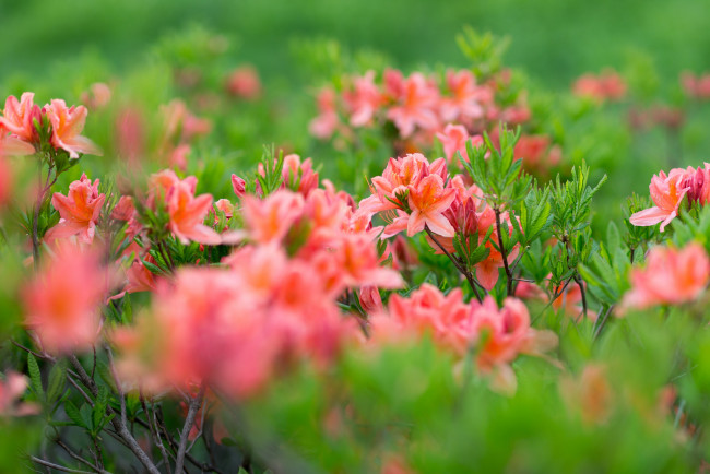 Обои картинки фото цветы, рододендроны , азалии, листья, куст, нежно, розовый
