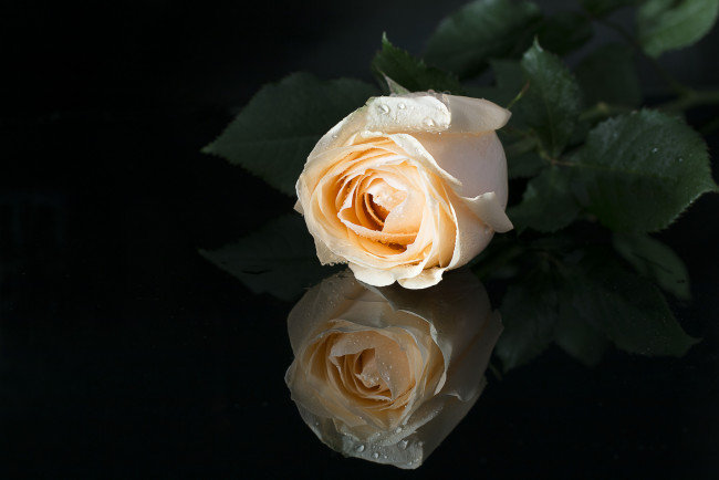 Обои картинки фото цветы, розы, цветение, роза, бутон, bloom, rose