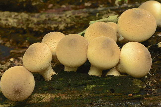 Обои картинки фото природа, грибы, дождевики