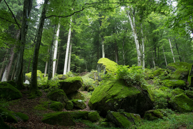 Обои картинки фото природа, лес, деревья, зелень, мох, камни