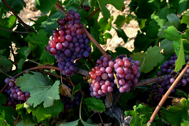 Обои картинки фото природа, плоды, виноградник, кусты, виноград