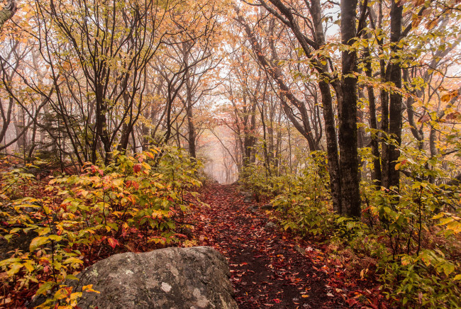 Обои картинки фото природа, дороги, лес, осень, туман, тропинка, камень