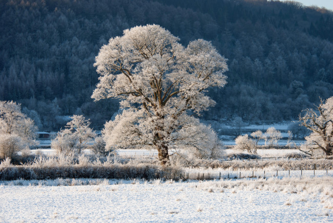 Обои картинки фото природа, зима, ограда, дерево, кустарник, лес, деревья, склон, холм, снег, иней