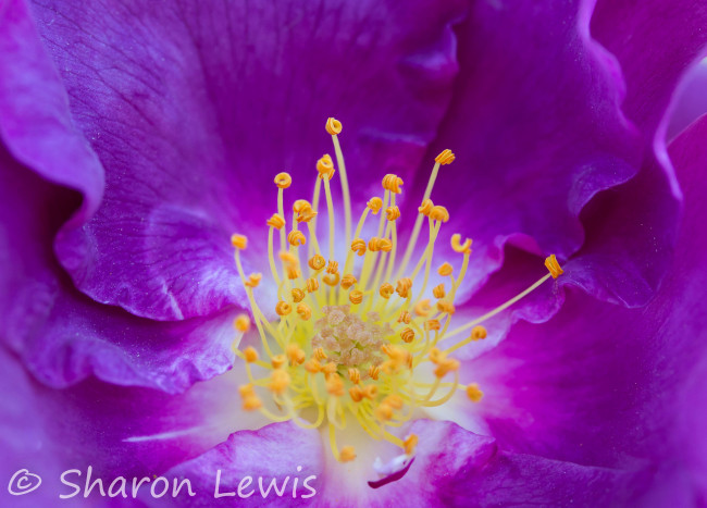 Обои картинки фото цветы, шиповник, тычинки, макро, цветок, фиолетовый