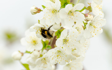 Картинка цветы сакура +вишня вишня весна ветка цветение шмель насекомое