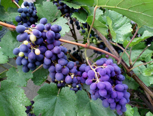 Картинка природа Ягоды +виноград август виноград
