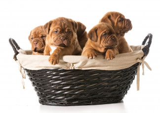Картинка животные собаки корзина бульдоги щенки