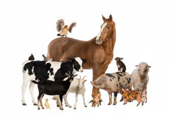 обоя животные, разные вместе, козы, кролик, поросята, куры, свинья, теленок, лошадь, овца