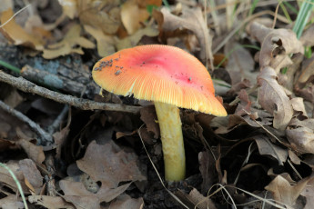 Картинка природа грибы +мухомор одиночка гриб