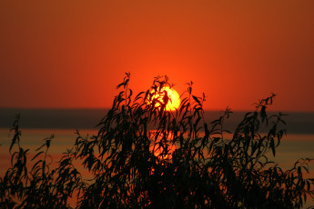 Картинка природа восходы закаты закат ветки