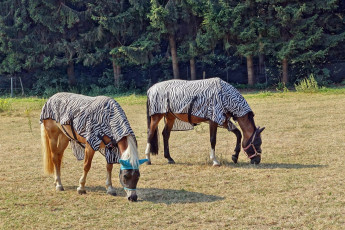 Картинка животные лошади лес попоны поляна
