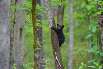 Картинка животные медведи медвежонок на дереве лес деревья барибал