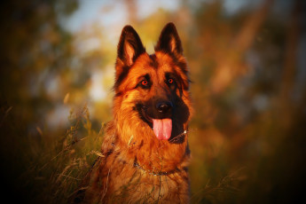 Картинка животные собаки немецкая овчарка друг взгляд язык