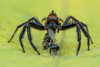 Картинка животные пауки макро фон насекомое