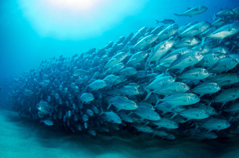Картинка животные рыбы рыба океан подводный мир косяк
