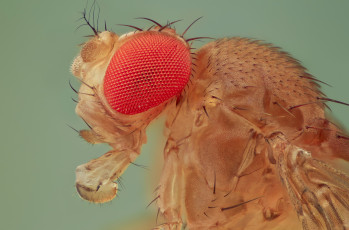 Картинка животные насекомые насекомое фон макро