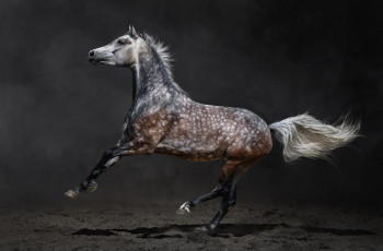 Картинка животные лошади песок конь серый в яблоко лошадь