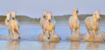 Картинка животные лошади вода брызги белые